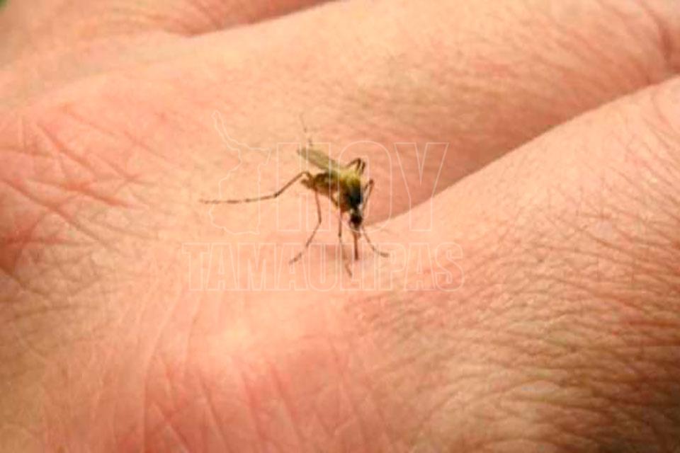 Repunte de dengue, dentro de lo esperado: SSA