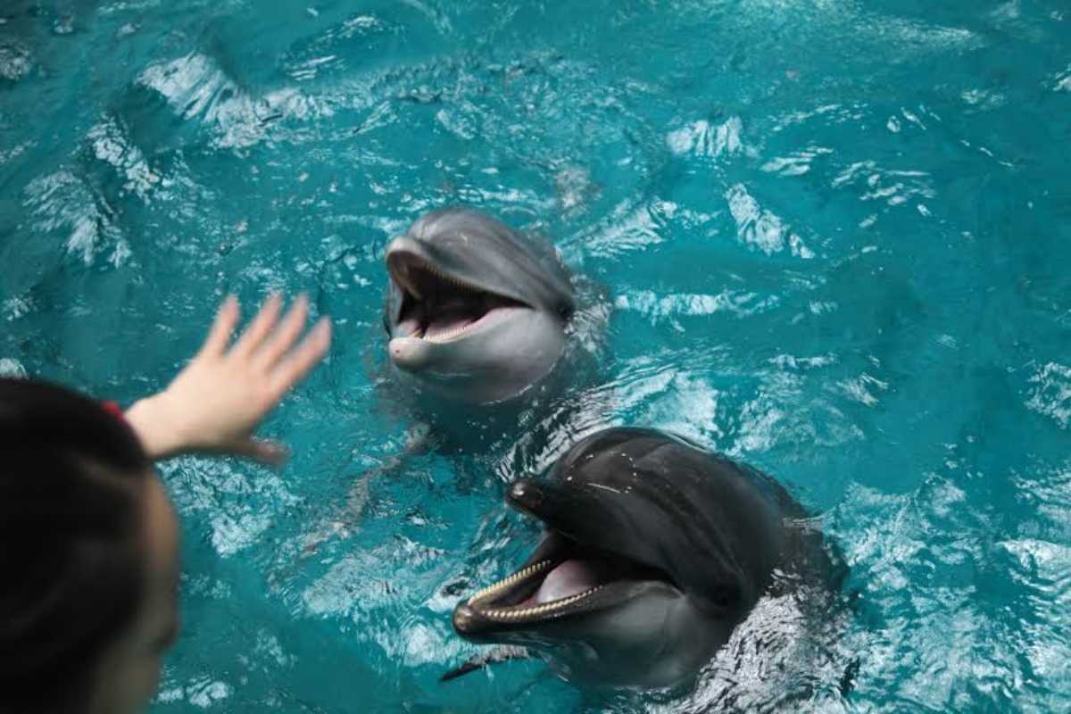 Documental revela la cruel realidad detrás de los delfines en cautiverio