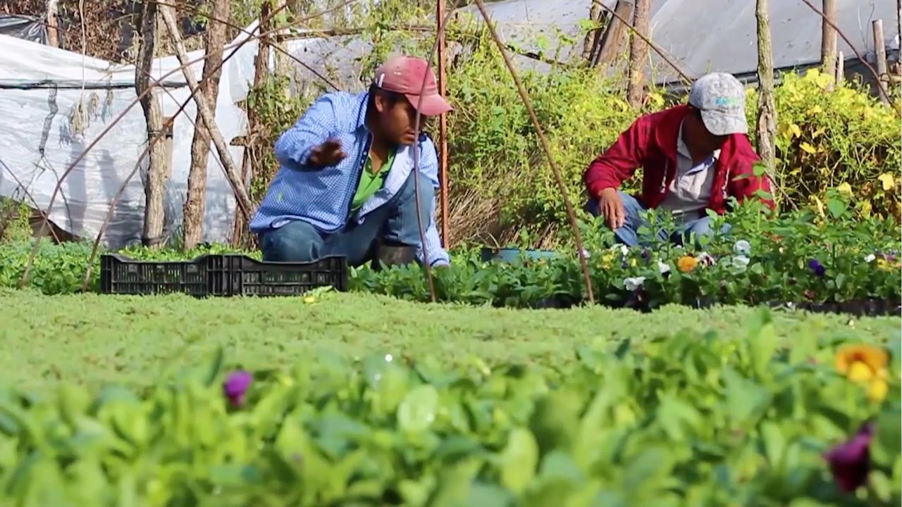 Capacita Xochimilco a chinamperos y productores en cultivo de fresa y nochebuena