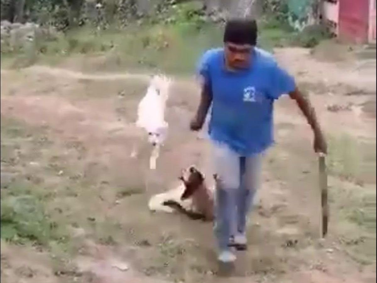 Mata a perrita a machetazos en Ixtapaluca