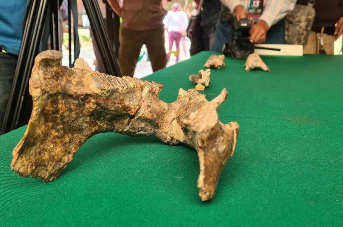 Hallan restos de capibara de más de 11 mil años en Chiapas