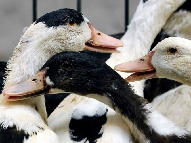 Francia e India sacrifican a miles de aves por brotes de gripe aviar