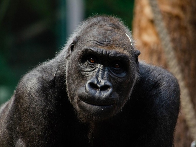 Dos gorilas dan positivo a covid-19 en zoológico de San Diego