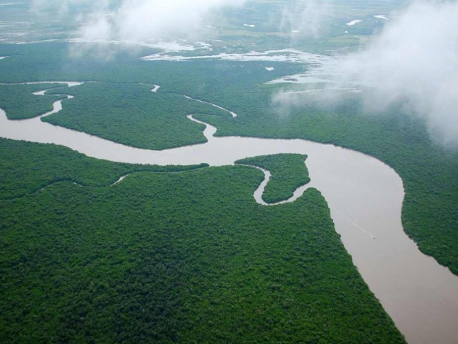 Reporta México incremento neto en superficie de manglar