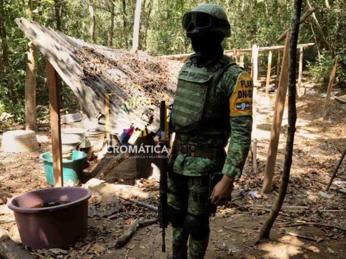 Ejército mexicano localiza por primera vez sembradíos de coca