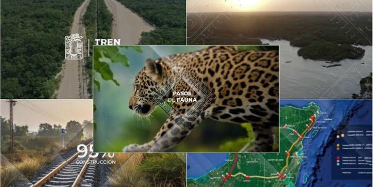 Tren Maya no devastará flora y fauna: AMLO a ambientalistas