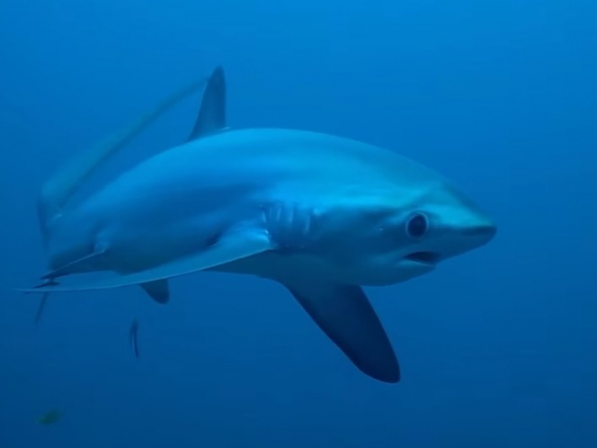 Captan en video a tiburón zorro a pocos metros de distancia